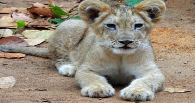 चार माह के नन्हें शेर शावक का भगवान बिरसा जैविक उद्यान रांची में हुआ स्वागत, दर्शक अब कर सकेंगे उसका दीदार