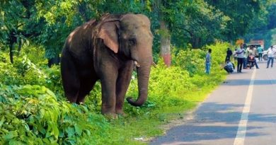 खूंटी-कोलेबिरा के कुलडा जंगल से निकलकर सड़क पर दो घंटे तक विचरण करता रहा जंगली हाथी
