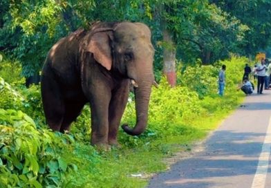 खूंटी-कोलेबिरा के कुलडा जंगल से निकलकर सड़क पर दो घंटे तक विचरण करता रहा जंगली हाथी